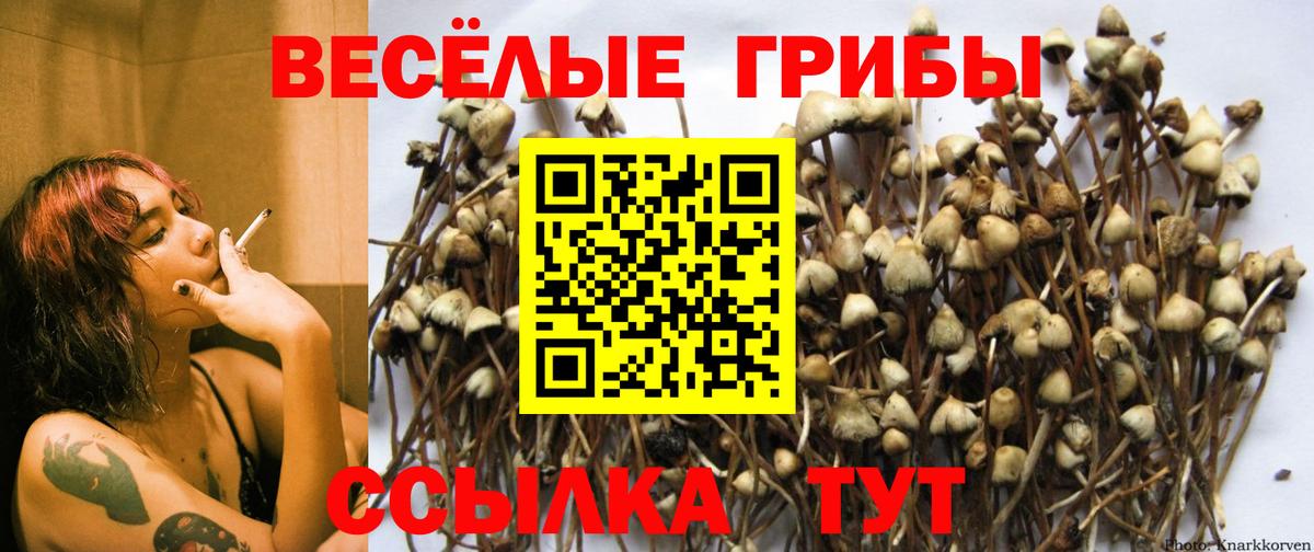 Псилоцибиновые грибы Psilocybine cubensis  Вход с VPN  Шахты 